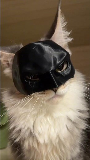 Batcat mask 😎| cat batman mask 😼| cat with batman mask | funny cat videos 😸 #batcat #cat #shorts