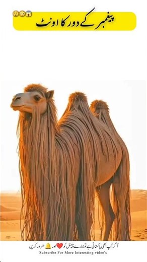 Dromedary Camel fact #camel #naturefacts #wildlife #nature #shorts