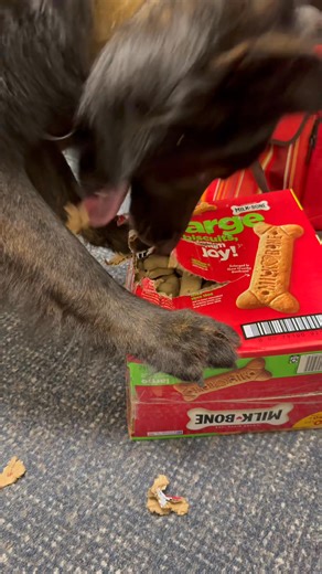 17K views · 433 reactions | When you tell K-9 Blu he can’t have a treat, he takes matters into his own paws! | Fulshear Police | Facebook