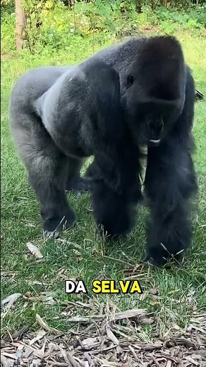 Gorila Com Humor: Dedo do Meio à Vista e Risadas Garantidas! 😂🐵