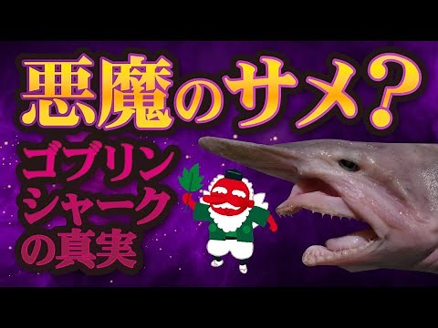 深海に潜む悪魔のサメ？ゴブリンシャークことミツクリザメを解説！【深海ザメ】【生きた化石】【天狗】