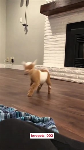 Adorable Baby Lamb: A Heartwarming Sight