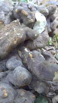 I Found Something Inside This Yam