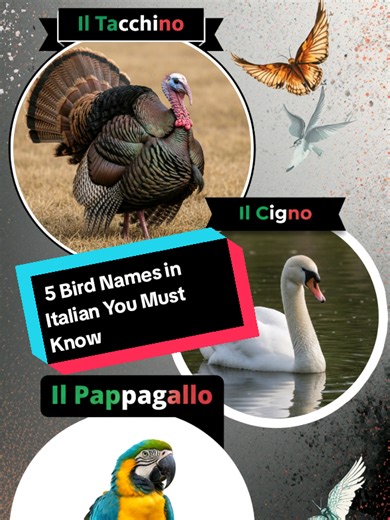 5 Bird Names in Italian You Must Know 🇮🇹 Learn Italian vocabulary fast and easy 🇮🇹 Bird names in Italian: Il Pappagallo – Parrot Il Cigno – Swan La Civetta – Little Owl Il Tacchino – Turkey Il Passero – Sparrow Improve your Italian with simple daily words. Follow for more Italian lessons. #LearnItalian #ItalianVocabulary #ItalianForBeginners #LanguageLearning #ItalianWords