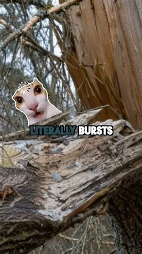 Do Trees Actually EXPLODE in the Winter? #shorts