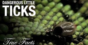 25 Interesting and Helpful Facts About Ticks