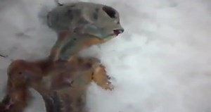 Dead Alien Found Near Alleged UFO Crash Site in Russia