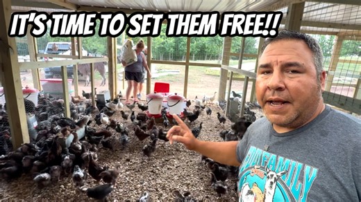 18K views · 874 reactions | It’s time To Start Selling Babies!! Feeding 1000 Babies Is Getting A Little Expensive!! | Eddy Family Farm | Facebook