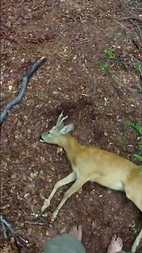 Este superviviente logró capturar un venado mientras acampa en el bosque🏹 #DesoladoConEdStafford