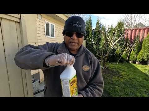 Dormant Spray on Fruit Trees