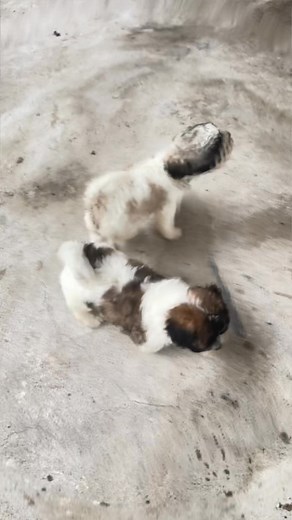 Ericson Gustilo on Reels