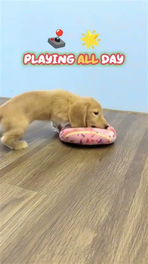 Mini Dachshund Double Fun