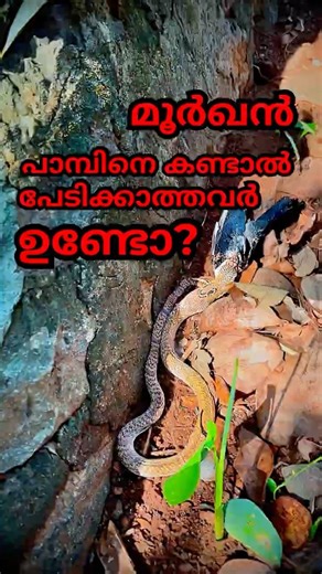 മൂർഖന് അഹങ്കാരം കുറച്ചു കൂടുതലാണ്,,,കണ്ടാൽ നമ്മൾ പേടിക്കാൻ പാടില്ല ,,,,, #shihabchelari #cobra