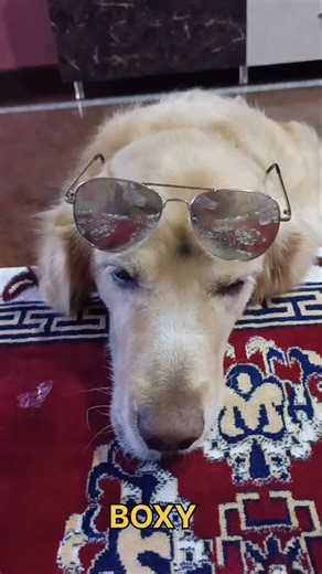 🤣🤣🤣🤣🤣#reels #trend #trending #dog #dboss #dogreels #coorg #doglover | Govi Vibes