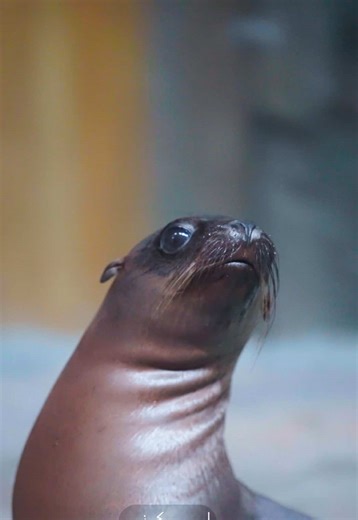 Small flippers… big curiosity. 👀 Beautiful moments of sea lion pups exploring their environment, interacting playfully, and discovering the world at their own pace. #SeaWorldYasIsland #YasIsland زعانف صغيرة… وفضول كبير. 👀 لحظات لأشبال أسود البحر وهي تستكشف بيئتها، وتتفاعل مع العالم الخارجي. #سي_وورلد_جزيرة_ياس #جزيرة_ياس