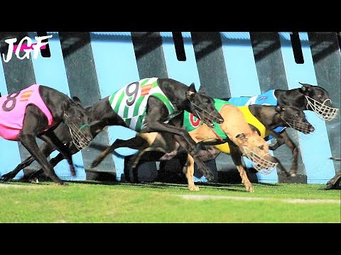 Greyhound racing - Sprint dogs