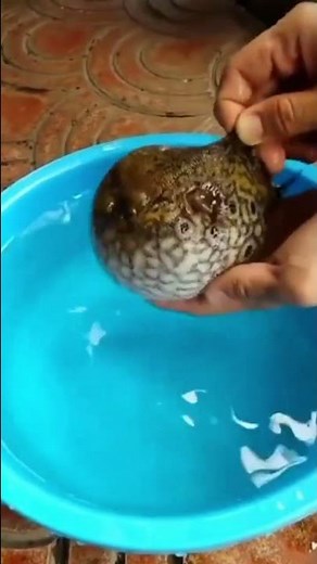 puffer fish exploding |Boll 🐠 fish