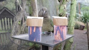 Watch Parrots Use Probabilities In Ways Only Great Apes Can