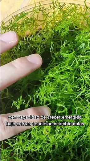 Propagación de musgo de Java ASMR