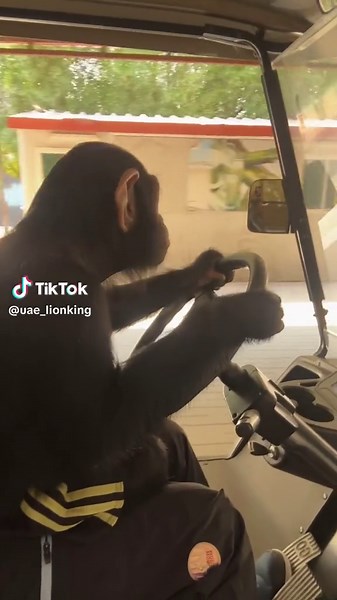 فيديوهات أنشأها ملك الوحوش 🇦🇪 (@uae_lionking) باستخدام الصوت الأصلي - ملك الوحوش 🇦🇪