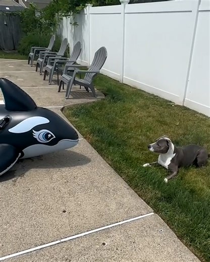 312K views · 7.3K reactions | Defeat the inflatable beast!  | Furry Tails | Facebook