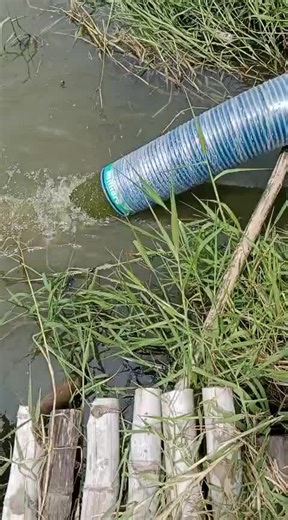 blower 8in panjang 5 mter pakai mesin 8 hp.... .vidio plangan dari sidoarjo..... #petaniindonesia🇮🇩🇮🇩🇮🇩🌿🌿 #bloweraksial #pompabanjir #fyp