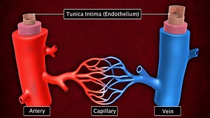 Structure Of Artery,Capillary And Vein