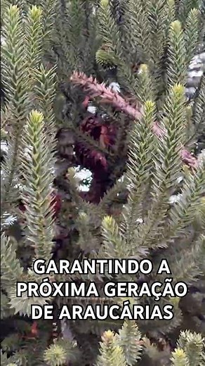 Garantido a próxima geração de araucárias | Povos originários