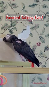 67K views · 3.8K reactions | Fresh out of the shower, this video is filled with Einstein's sayings. This compilation captures Einstein's charming personality and his knack for making every moment amusing. #fblifestyle #TalkingParrot #funnyanimalsvideos | Einstein the Talking Texan Parrot | Facebook