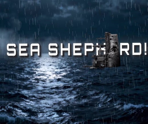 Sea Shepherd is a global marine conservation movement founded in 1977 that actively protects ocean ecosystems. Using its own fleet of ships, the organization patrols international waters to defend marine wildlife from poaching and stop illegal fishing. Their teams also cooperate with local governments and dive to remove dangerous, abandoned ghost nets from the seabed. By enforcing maritime laws where official controls are missing, Sea Shepherd takes direct action to preserve ocean biodiversity a