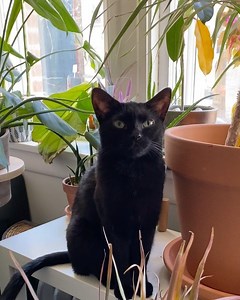 10K views · 2.2K reactions | Cat-friendly plants: Part 1.  One of...