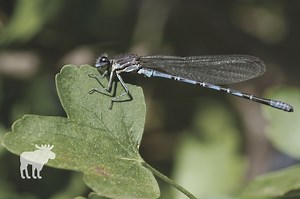 What Is The Difference Between A Dragonfly And A Damselfly?