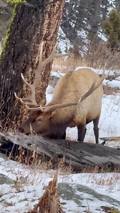 We ran into this good looking bull about a week ago. Nothing spectacular but a solid bull considering all the wolves, bears, and mountain lions in this area. #elk #bullelk #wapiti | Good Bull Outdoors