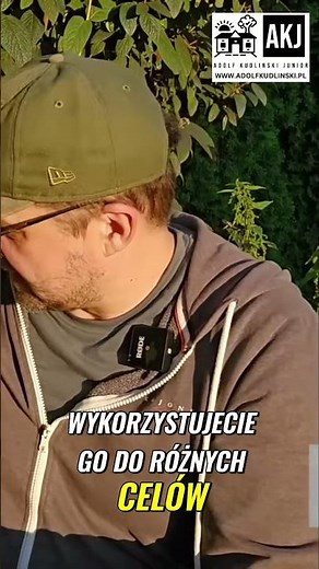Rozmaryn: Z parapetu do giganta! Jak uprawiać go w Polsce?