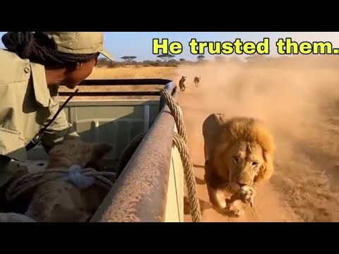 A Lion Trusted Humans With His Cub | Wildlife Documentary