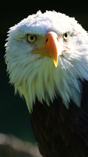 ASMR Eagle Sounds | Powerful Nature Ambience #Shorts