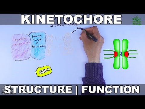 Kinetochore | Structure and Function