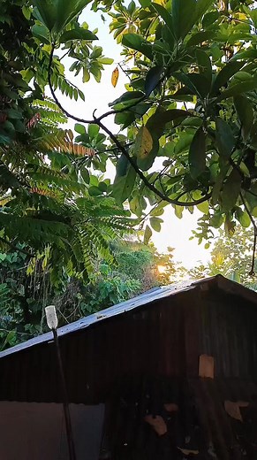 Goodmorning langga! Simpleng breakfast. #cookingvlog #cooking #fbreelsfypシ゚ #fypviralシ | Sheng Miajas