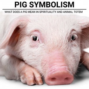 Unraveling The Mysteries Of Pig Symbolism & Interpretations