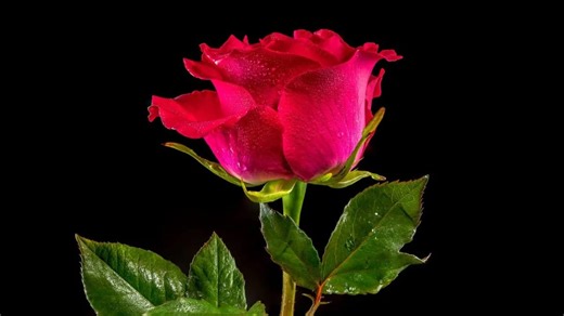 New Study Uncovers Genetic Origins of Modern Roses and Their Evolution