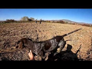 Duck And partridge hunting German pointer dogs