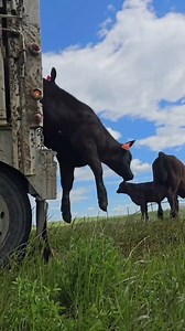 Tipsy trailer trucking last year. We learned our lessons and crossed easily this year. Big trailers little approaches. #truck #farm #cows #calves #crash | 1HandnFarming