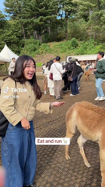 Na-eat and run bg Alpaca. 😆