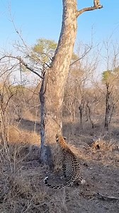 289K views · 1.5K reactions | Leopard's Amazing Tree Climbing Skills! #love #wildlifephotography #wildlife #petsofinstagram #dog #nature #animallovers #photography #dogs #pet #cats #naturephotography #cute #animalsofinstagram #animal #animals | Duren Kiss | Facebook