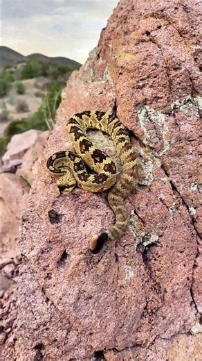 I met a beautiful Blacktailed Rattlesnake recently.