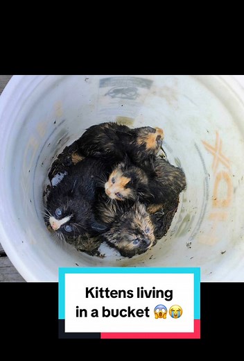 Kittens living in a bucket 😱😭 watch to learn the full story. This is an everyday occurrence in our small town - our kitties need so much help! 🙏 Please like and follow and check out the link in the comments to help us and our rescue efforts #kitten #rescue #help #catlover #fypシ #rescuecat #cute #baby | Cats & Company