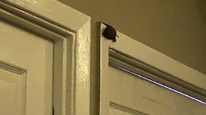 Bat found in bedroom as dozens roost inside walls at a San Antonio apartment complex