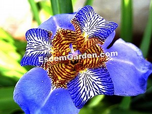 Iris Versicolore, Iris Versicolor: Plantar, Cultivar, Multiplicar 🌿 Tudo Sobre Jardinagem E Projeto Do Jardim - 2025