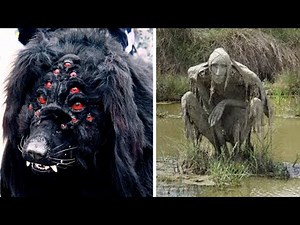 15 Chernobyl Creatures That Surprised Scientists