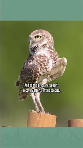How Scientists Save Baby Burrowing Owls | Wilder Institute | Northwest Profiles | KSPS PBS